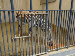 Hartmann`s Mountain Zebra in the Egyptian Temple at the Antwerp Zoo