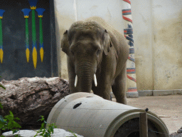 Asian Elephant in front of the Egyptian Temple at the Antwerp Zoo