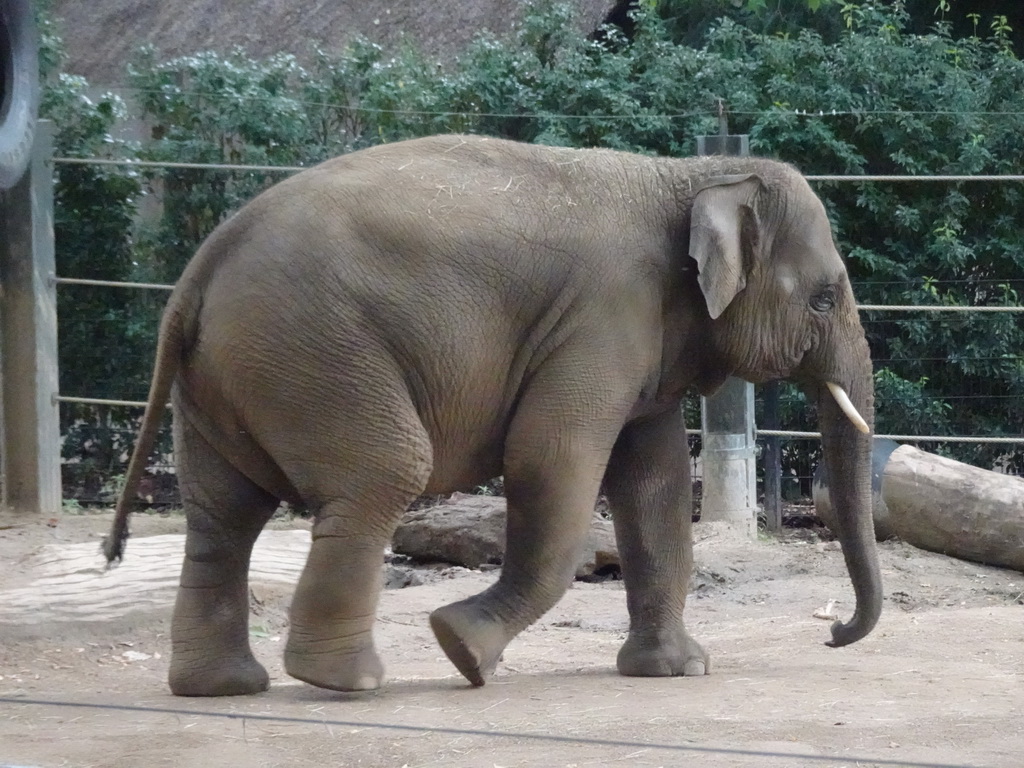 Asian Elephant at the Antwerp Zoo