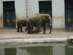 Asian Elephants in front of the Egyptian Temple at the Antwerp Zoo