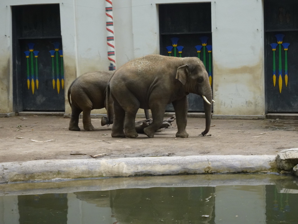 Asian Elephants in front of the Egyptian Temple at the Antwerp Zoo