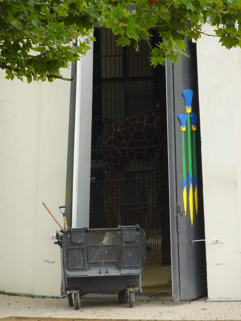 Rothschild`s Giraffes in the Egyptian Temple at the Antwerp Zoo, viewed from a viewing platform