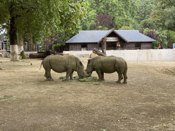 Rhinoceroses at the Antwerp Zoo