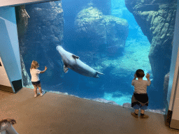 Harbor Seal under water at the Vriesland building at the Antwerp Zoo