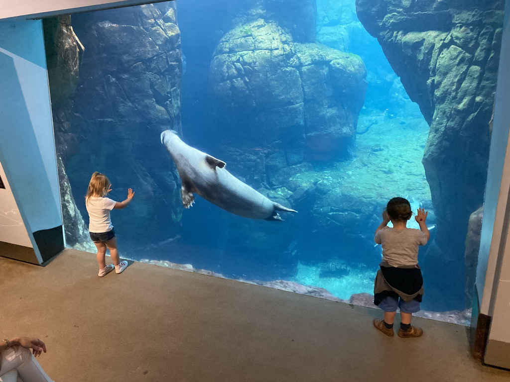 Harbor Seal under water at the Vriesland building at the Antwerp Zoo