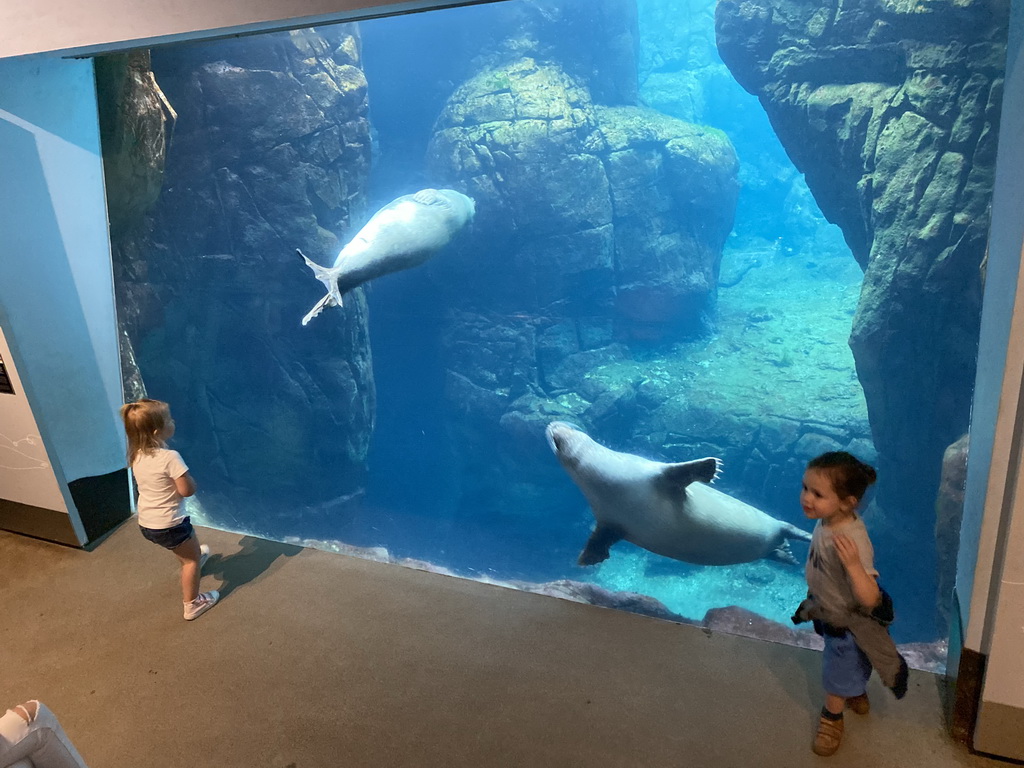 Harbor Seals under water at the Vriesland building at the Antwerp Zoo