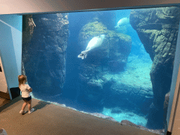 Harbor Seals under water at the Vriesland building at the Antwerp Zoo