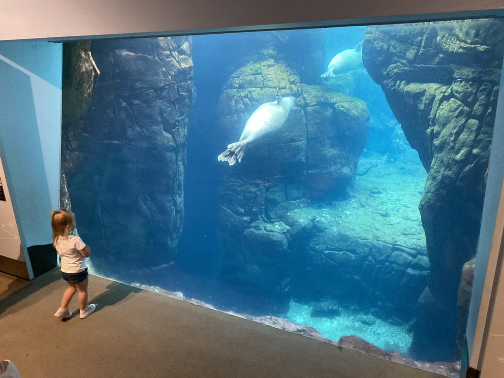 Harbor Seals under water at the Vriesland building at the Antwerp Zoo