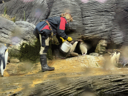 Zookeeper feeding the Macaroni Penguins and King Penguins at the Vriesland building at the Antwerp Zoo