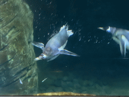 Gentoo Penguins under water at the Vriesland building at the Antwerp Zoo