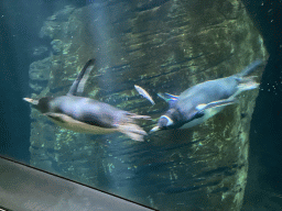 Gentoo Penguins under water at the Vriesland building at the Antwerp Zoo