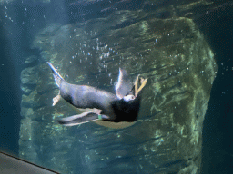 Gentoo Penguin under water at the Vriesland building at the Antwerp Zoo