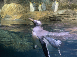 Gentoo Penguin and King Penguins at the Vriesland building at the Antwerp Zoo