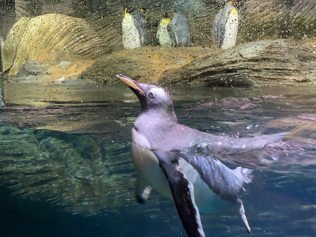 Gentoo Penguin and King Penguins at the Vriesland building at the Antwerp Zoo