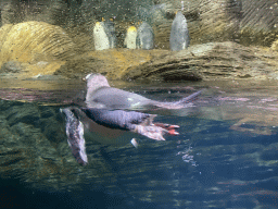 Gentoo Penguin and King Penguins at the Vriesland building at the Antwerp Zoo