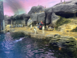 Zookeeper feeding the Macaroni Penguins, Gentoo Penguins and King Penguins at the Vriesland building at the Antwerp Zoo