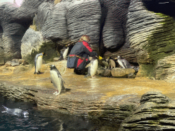 Zookeeper feeding the Macaroni Penguins, Gentoo Penguins and King Penguins at the Vriesland building at the Antwerp Zoo