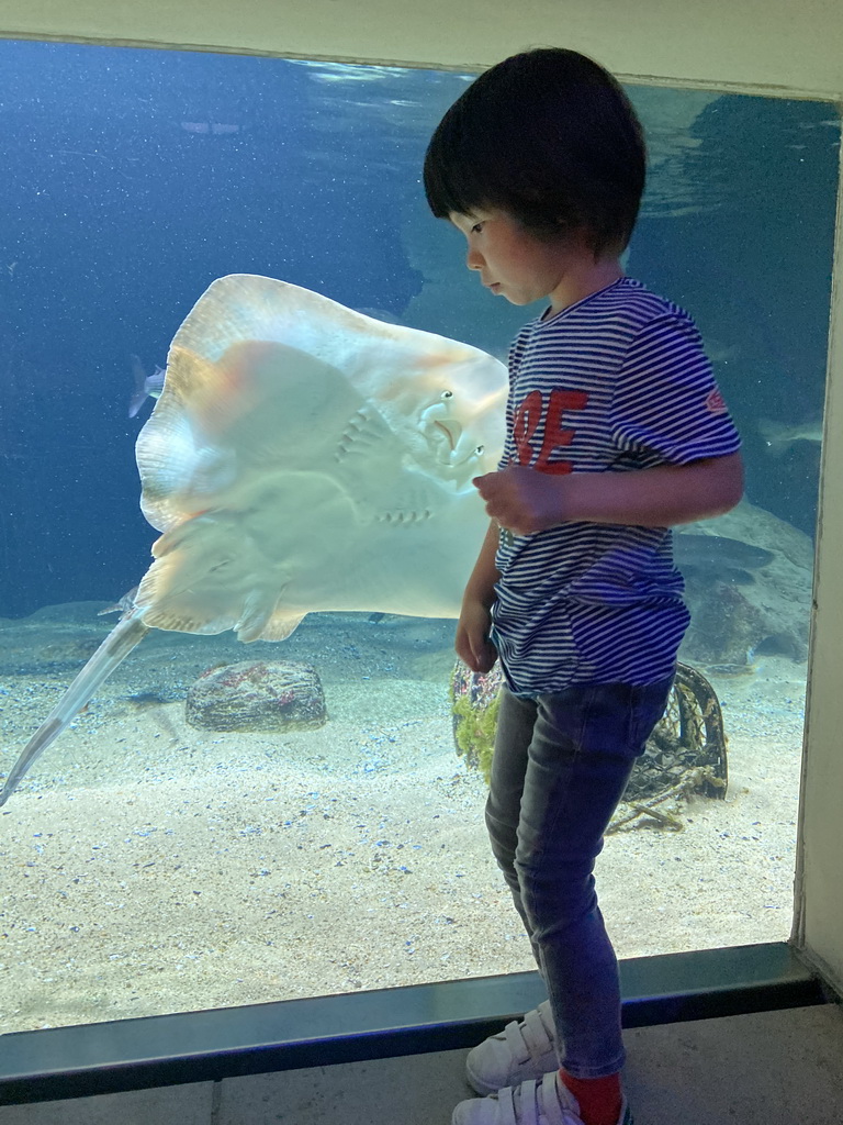 Max with a Stingray at the Aquarium of the Antwerp Zoo