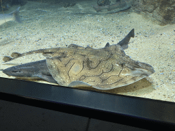Stingray and Shark at the Aquarium of the Antwerp Zoo