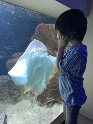 Max with a Stingray at the Aquarium of the Antwerp Zoo