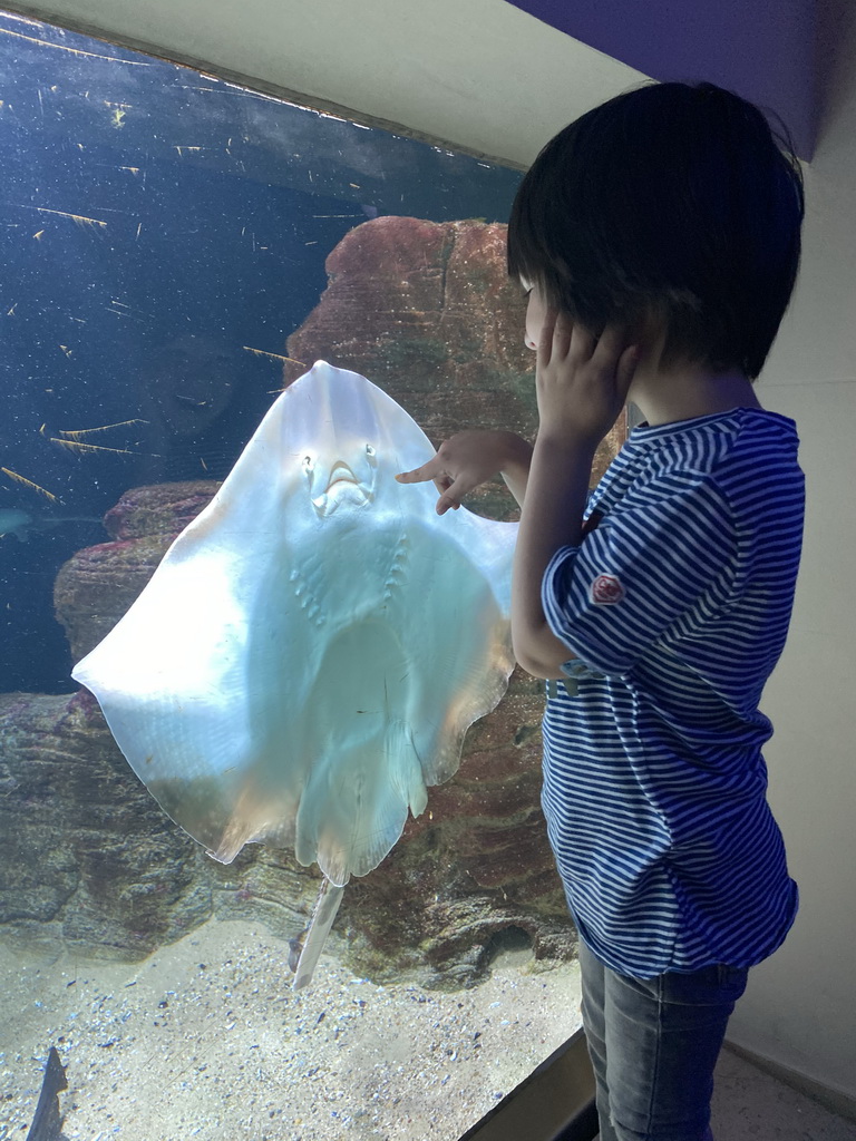 Max with a Stingray at the Aquarium of the Antwerp Zoo