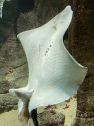 Stingray at the Aquarium of the Antwerp Zoo