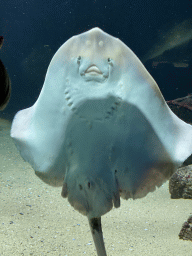 Stingray at the Aquarium of the Antwerp Zoo