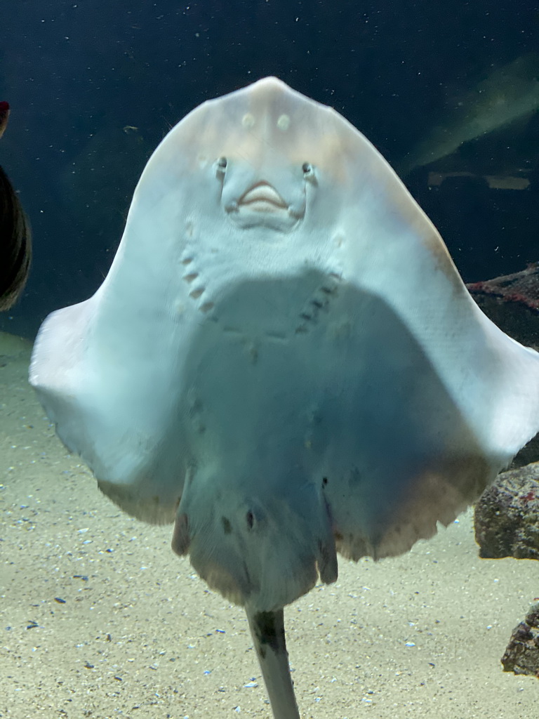 Stingray at the Aquarium of the Antwerp Zoo