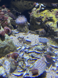 Fishes, Coral and Sea Anemones at the Aquarium of the Antwerp Zoo