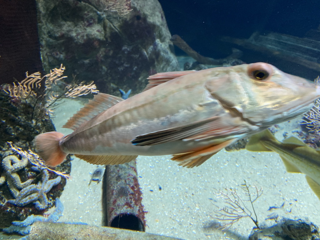 Fishes and Starfishes at the Aquarium of the Antwerp Zoo