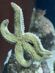 Starfish at the Aquarium of the Antwerp Zoo