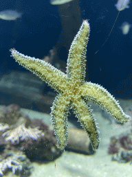 Starfish at the Aquarium of the Antwerp Zoo