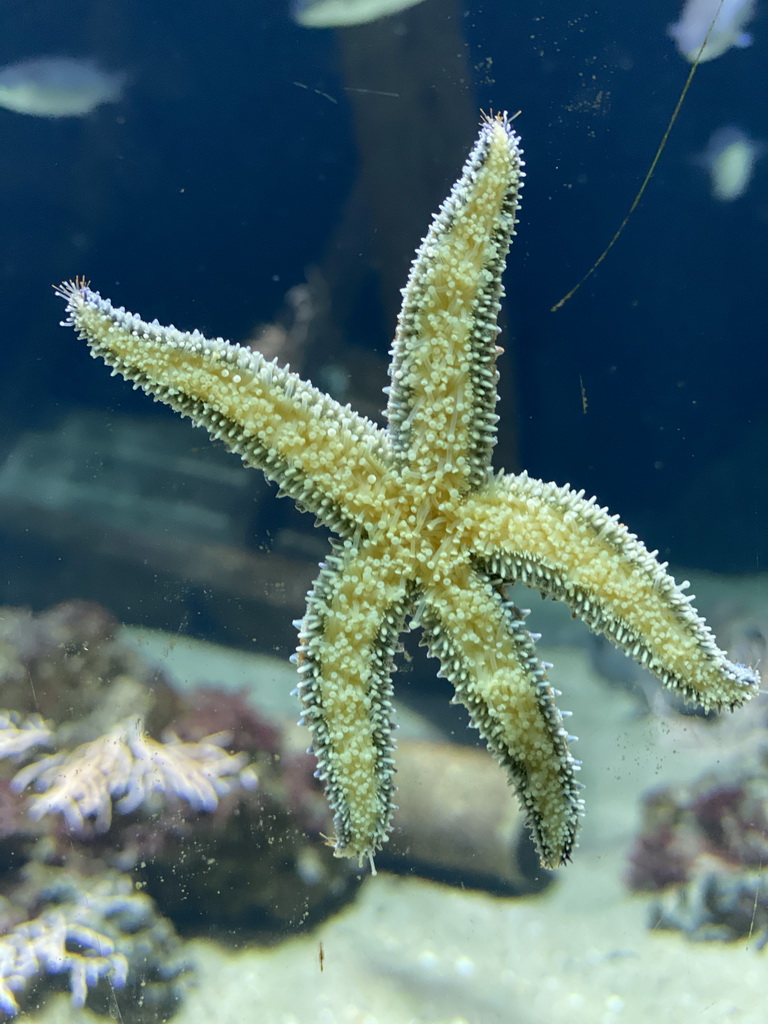 Starfish at the Aquarium of the Antwerp Zoo