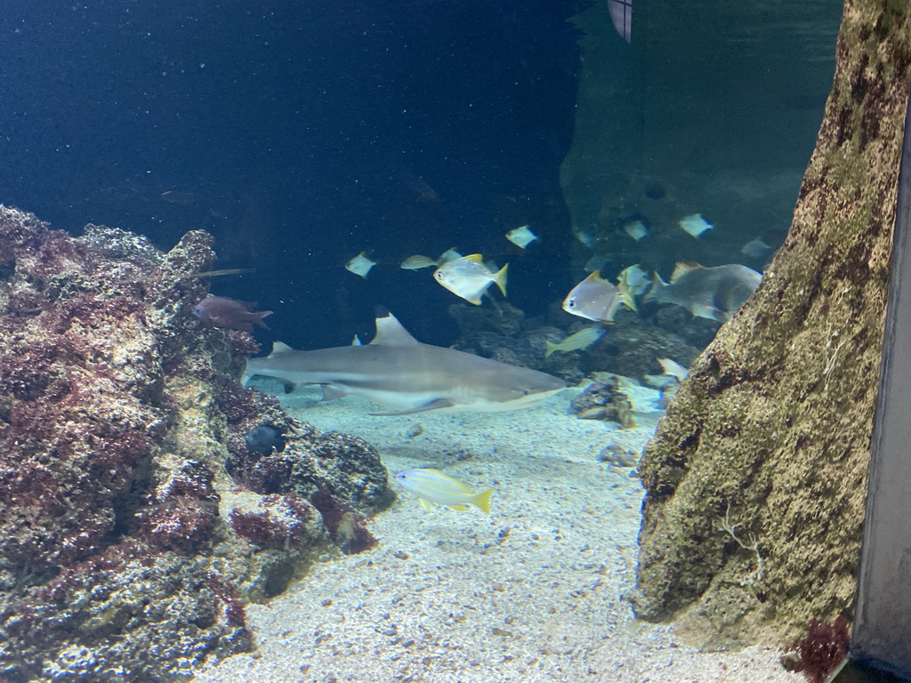 Shark and other fishes at the Aquarium of the Antwerp Zoo