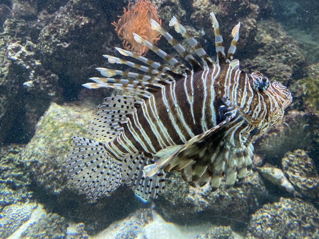 Lionfish at the Aquarium of the Antwerp Zoo