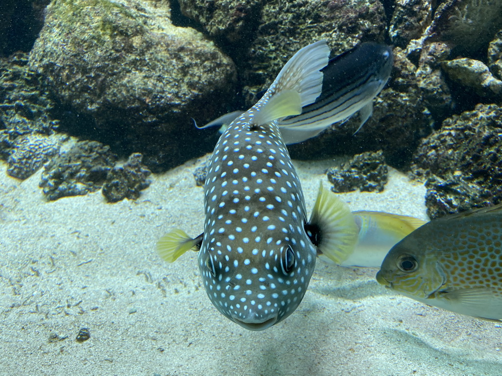 Pufferfish and other fishes at the Aquarium of the Antwerp Zoo