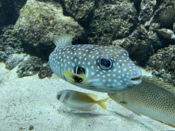 Pufferfish and other fishes at the Aquarium of the Antwerp Zoo