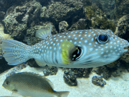 Pufferfish and other fish at the Aquarium of the Antwerp Zoo