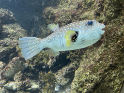 Pufferfish at the Aquarium of the Antwerp Zoo