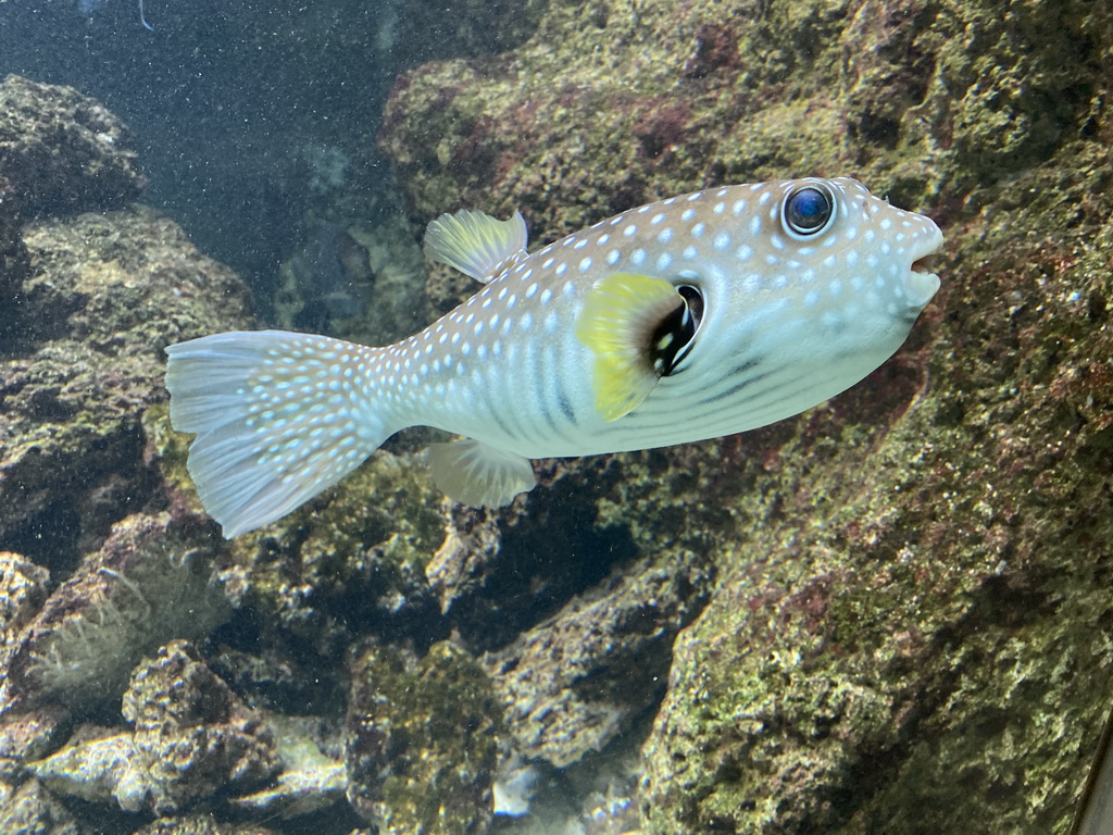 Pufferfish at the Aquarium of the Antwerp Zoo