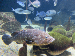 Fishes at the Aquarium of the Antwerp Zoo