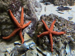 Starfishes and fish at the Aquarium of the Antwerp Zoo
