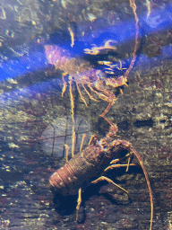 Spiny Lobster at the Aquarium of the Antwerp Zoo