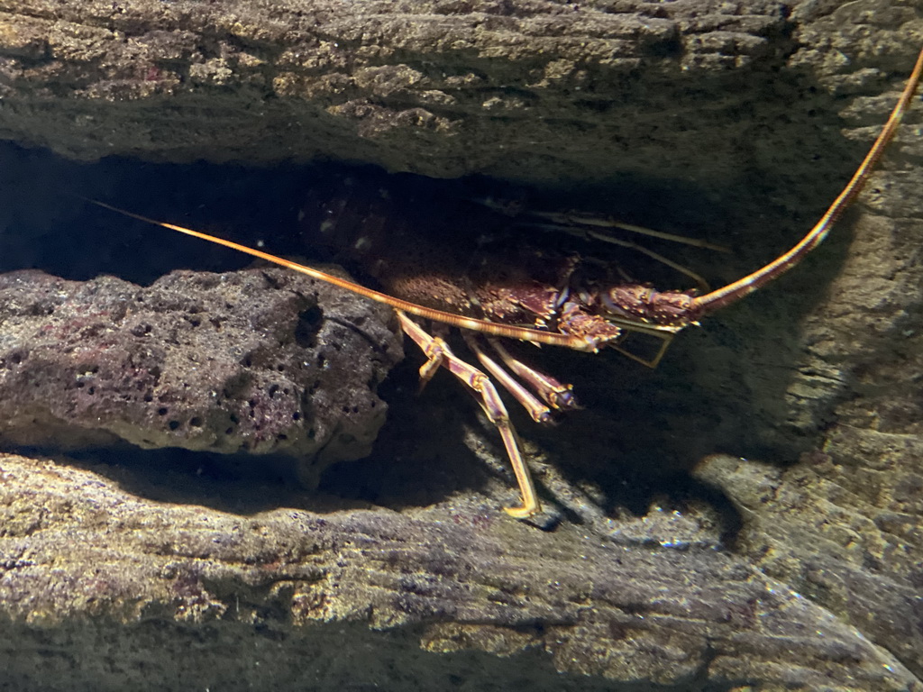 Spiny Lobster at the Aquarium of the Antwerp Zoo