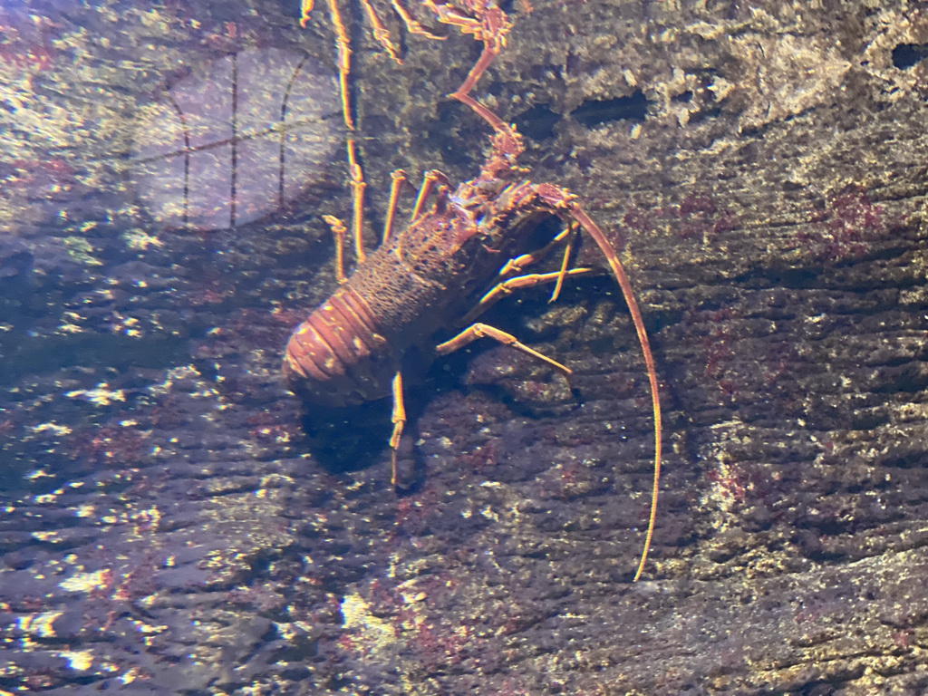 Spiny Lobster at the Aquarium of the Antwerp Zoo