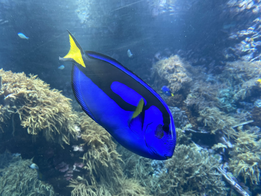 Blue Tang at the Reef Aquarium at the Aquarium of the Antwerp Zoo