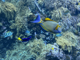 Fishes and coral at the Reef Aquarium at the Aquarium of the Antwerp Zoo