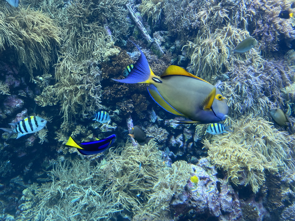 Fishes and coral at the Reef Aquarium at the Aquarium of the Antwerp Zoo