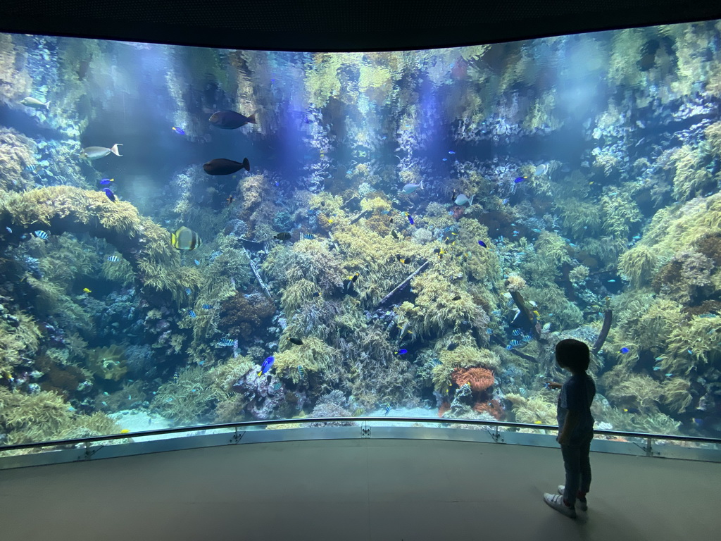 Max at the Reef Aquarium at the Aquarium of the Antwerp Zoo