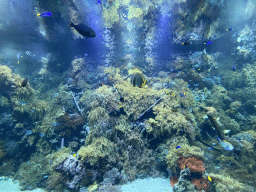 Fishes and coral at the Reef Aquarium at the Aquarium of the Antwerp Zoo